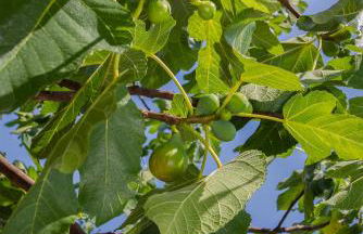 Local 9 - Casa do chapim azul - Foto 112