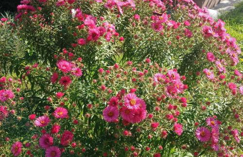 Ferienhaus am Wald - Foto 20