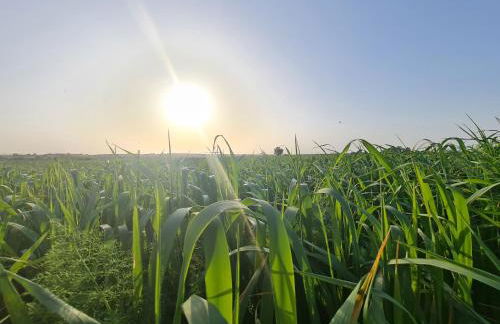 Monte do Arneiro - Foto 68