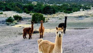 Mountain Farm Stay, Alpacas and Views, Royal Gorge 15min - Foto 5