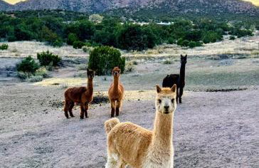 Mountain Farm Stay, Alpacas and Views, Royal Gorge 15min - Foto 5