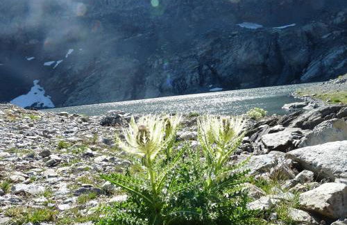 Le Perce Neige - Foto 36