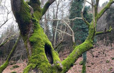 Mountain Hotels "Aroanides" - Foto 42