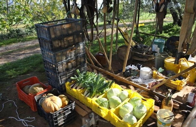 Agriturismo Podere Ficareto - Foto 45