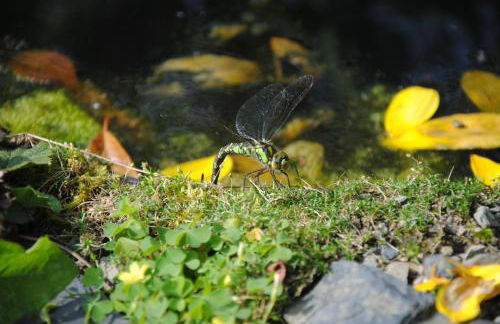 Ferienwohnung Haus am Sommerberg - Foto 11