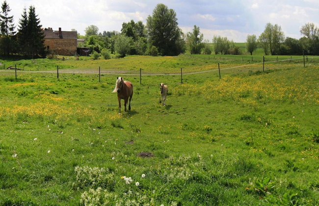 Ferienhaus, Zahrensdorf - Foto 22