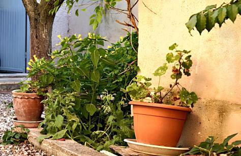 Appartement charmant proche d'Avignon avec piscine privée - Foto 10