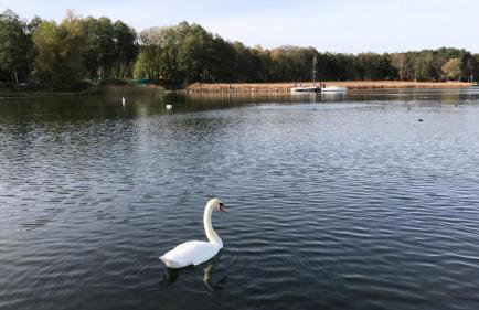 Domek Franianiesulice - Foto 54