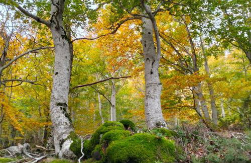 Encanto en el Moncayo - Photo 49