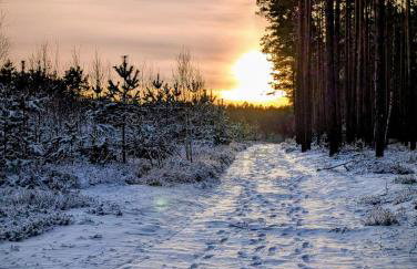 Domek Bory Tucholskie laso przestrzeń - Foto 15