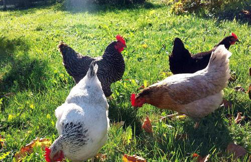 Ferienhaus auf dem Werteshof - Foto 13