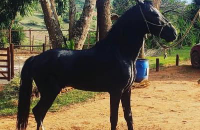 Casa Baldoni - Fazenda de Café - Foto 6