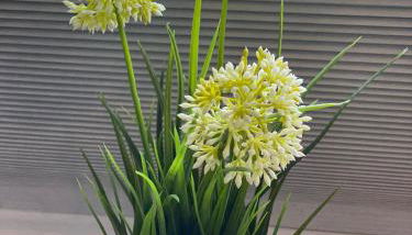 Haus der Träume - Foto 5