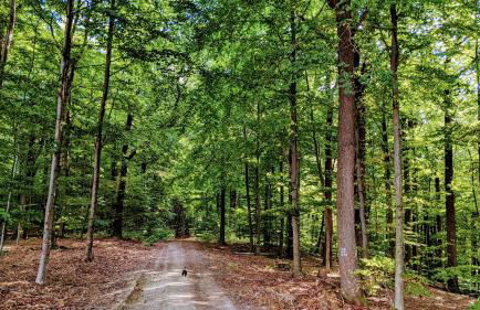 Ferienhaus Möhnetal - Foto 36