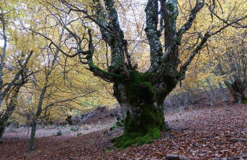 Casas Rurales El Mayorazgo - Foto 51