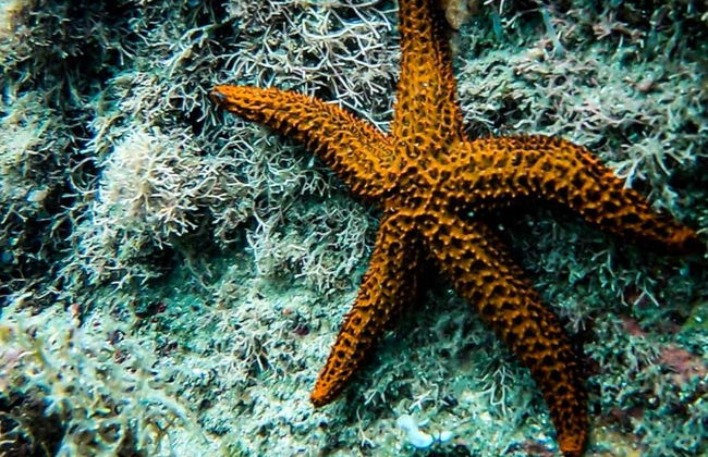 Immersione per principianti a Ilhabela - Foto 8