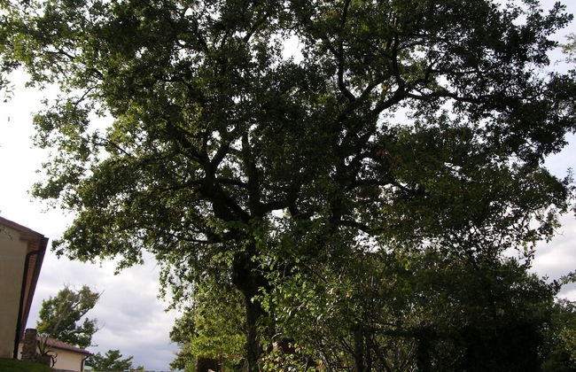 Agriturismo La Meria - Foto 39