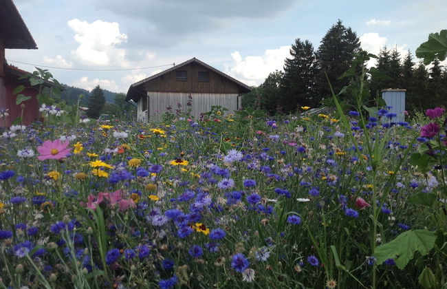 Kraeuterhof-Ferienwohnung - Photo 18