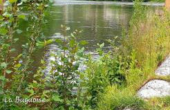 La Buguoise - Foto 19