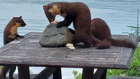 Birch and Oak Lodges - Photo 3