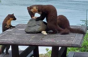 Birch and Oak Lodges - Photo 3