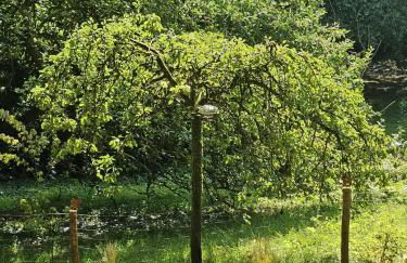 Bluebell Cottage Lurley Manor - Foto 8