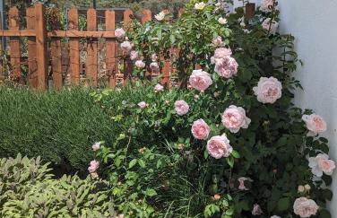 Finca Bravo - Foto 30