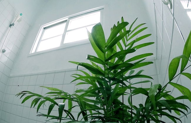 Okinawan. Sweet Home.T-8 - Foto 22