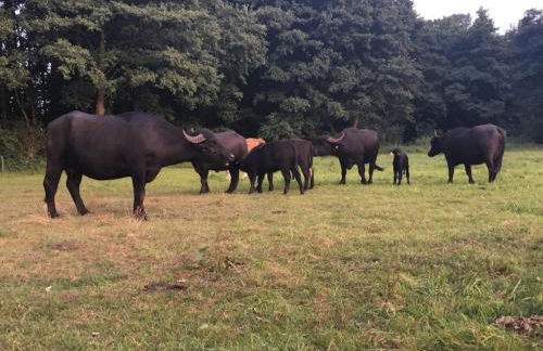 Haus Holli Zarrentin am Schaalsee - Foto 40