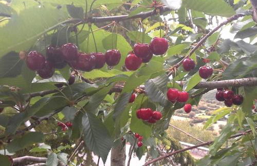 The Artist's House - Photo 38