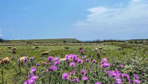 Casetta degli Ulivi - Foto 5