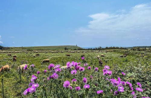 Casetta degli Ulivi - Foto 5