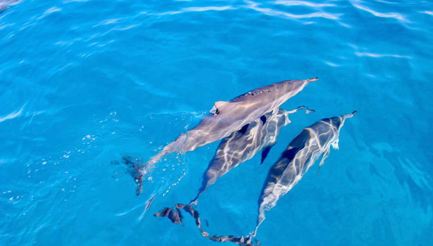 Oahu Dolphin or Turtle Watching & Snorkeling - Foto 5