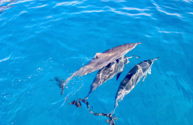 Oahu Dolphin or Turtle Watching & Snorkeling - Foto 5