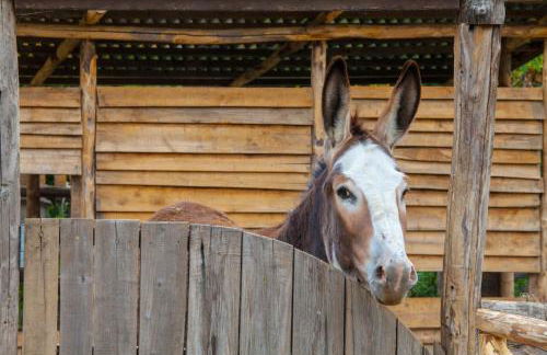 Agriturismo La Casa del Ghiro - Foto 101