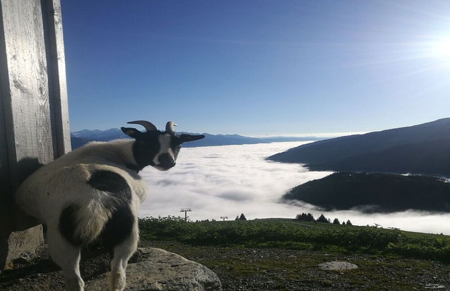 Cabin in Brixental by Ski Lift Access - Foto 38