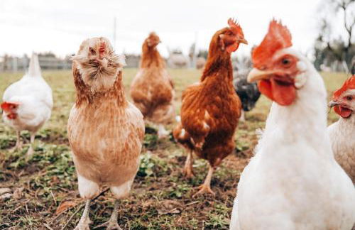 Ferienhof Petermühle Urlaub mit Alpakas - Foto 56