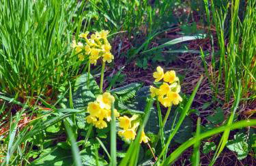 Mały domek nad rzeką, Obidza 381 Łącko - Foto 4