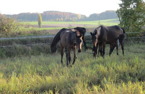 Gästehaus Minkel - Photo 14
