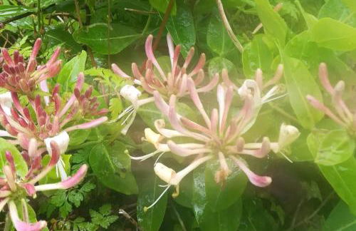 Rhandirmwyn - Cottage - Sleeps 4 - Pet Friendly - Foto 31