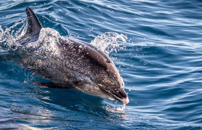 Observation de cetacés à La Restinga - Photo 1