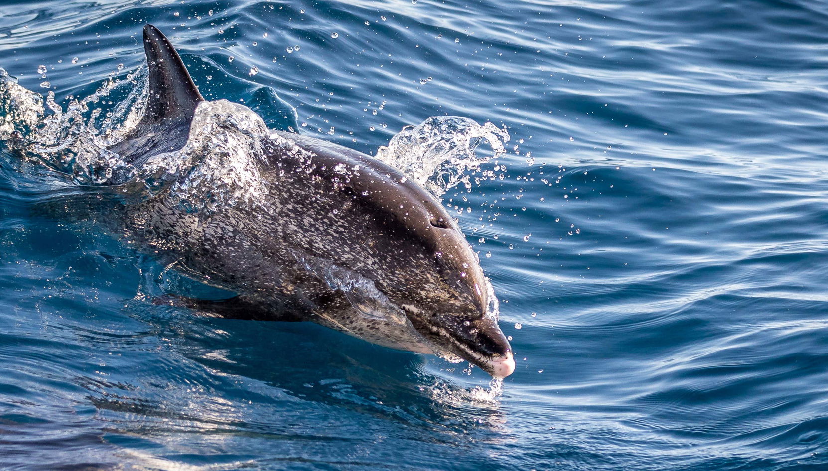 Observation de cetacés à La Restinga
