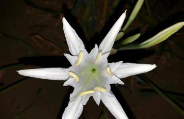 Vrisaki 81400, Lemnos Island - Foto 41