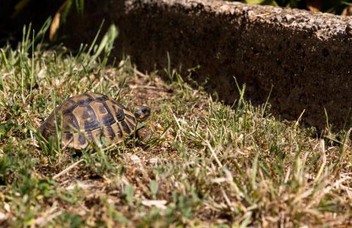 Villa Falkoni II - Foto 47