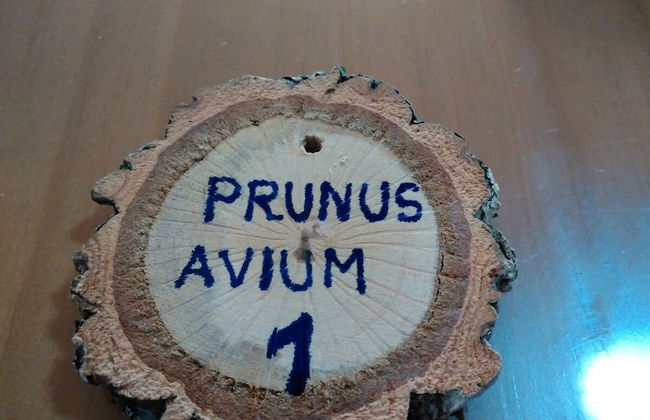 Apartamento Prunus Avium - Foto 15