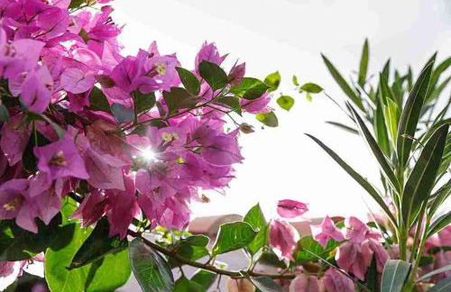 Casa Verde, charming village house, 4 bedrooms - Foto 21