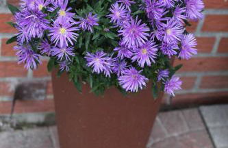 Ferienhaus Im Winkel - Foto 21