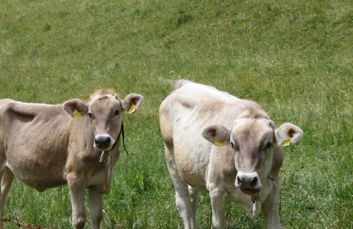 Ferienwohnung Gipfelblick - Foto 14
