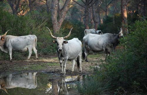 Nettare e Ambrosia - Foto 31