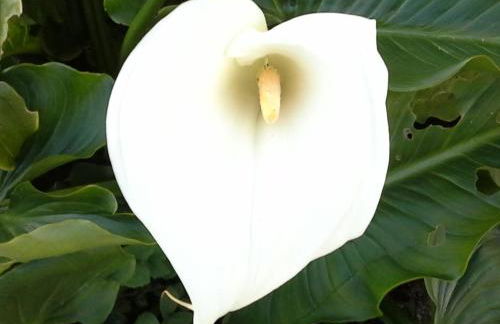 Villa Lugar do Pego - Foto 54